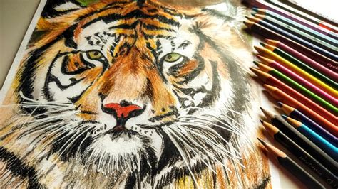 How To Draw A Realistic Tiger Easy Tiger Drawing With Colour Pencil