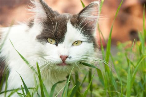 Instinctively, cats know that eating the grass will help them vomit the offending material. Why Do Cats Eat Grass? | Why Do Cats….? | Cats | Guide | Omlet UK