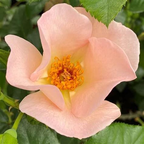 Rose Simple Life Climbing 5l Potted Harkness Roses