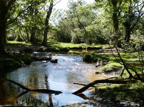 Whitefield Moor Loop — New Forest National Park Hike Komoot