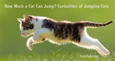 They are graceful and elegant. How Much a Cat Can Jump? Curiosities of Jumping Cat - Catsfud