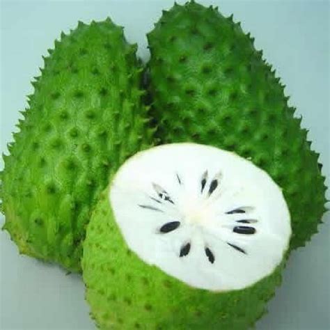 Diharap anda telah ketahui khasiat daun durian belanda di dalam artikel ini. Khasiat Buah Durian Belanda Yang Kita Tak Pernah Ambil ...