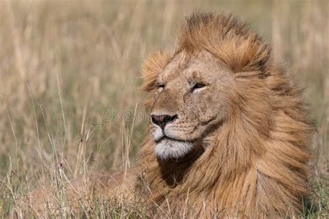 Lion Sitting In The Grasslands On The Masai Mara Kenya Africa Stock