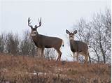 Images of Deer Outfitters