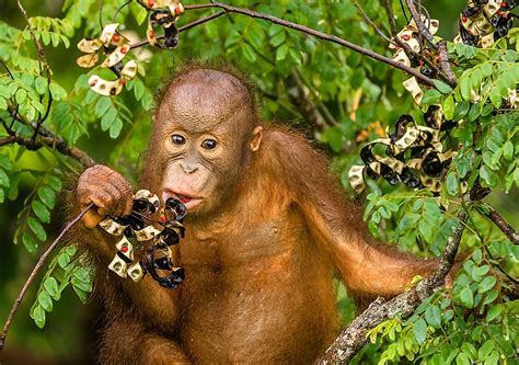 What Do Orangutans Eat Worldatlas