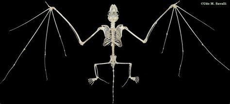 Bat Skeleton Skeleton Drawings Skeleton Tattoos Skeleton Anatomy