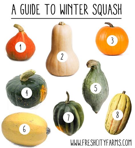 A Guide To Winter Squash Blog Winter Squash Squash Organic Food