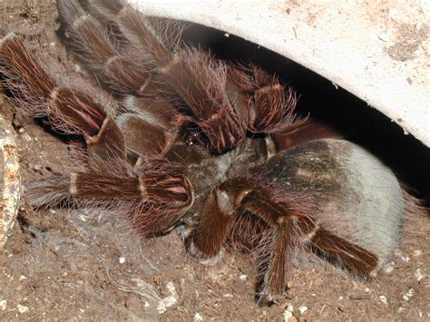 Even though it is part of the tarantula family, some other tarantulas are its natural enemies. New Page 1 kevinstockdale.com