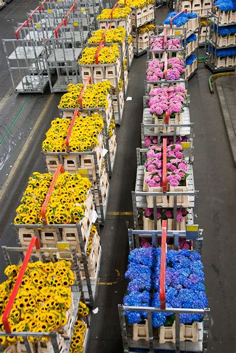how to visit the aalsmeer flower auction from amsterdam the netherlands cheeseweb flowers