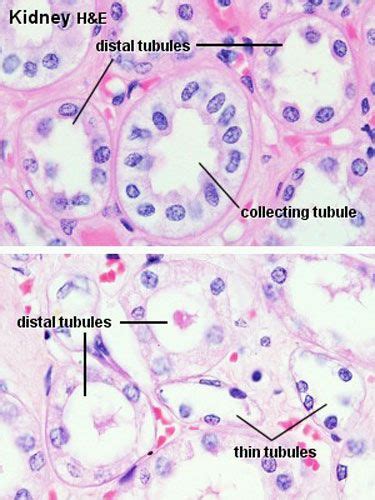 Foundations Histology Epithelia And Skin Embryology