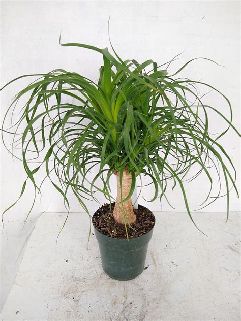 Buy Beaucarnea Recurvata Ponytail Palm Free Shipping Over 100