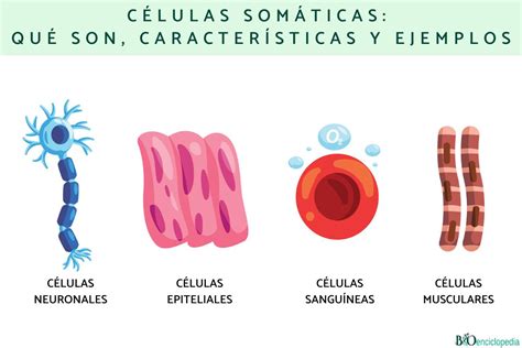 O Que é Celula Somatica