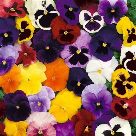 Pansy Colossus Purple Blotch Pack Of Six Giant Flowered Pansy Plants