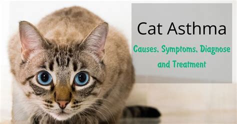 Asthma In Cats Causes Symptoms And Treatment Celestialpets