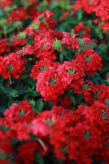 Verbena Peruviana Firehouse Red Devil Mountain Wholesale Nursery