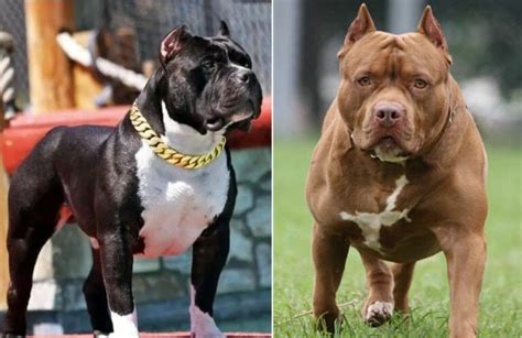 Are Pitbulls Dangerous Exploring Truths About Their Nature
