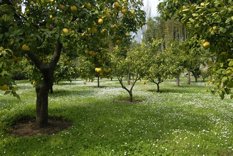 Planting Lemon Trees In The Ground Food Gardening Network