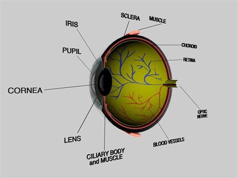 Human Eye Cross Section Eyeball 3d Model Cgtrader