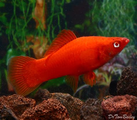 premium red eye red swordtail all females on sale mostly pregnant