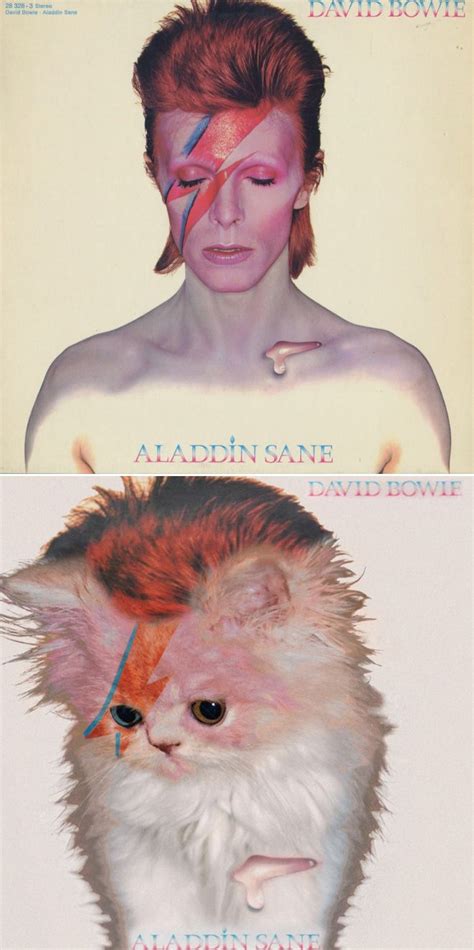 Iconic Album Covers Recreated With Kittens Iconic Album Covers Classic