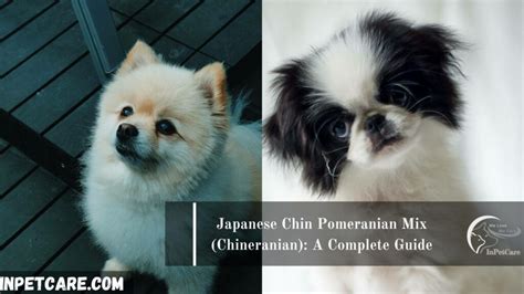 Japanese Chin Pomeranian Mix Chineranian A Complete Guide