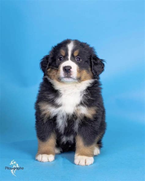 Is There Such Thing As A Blue Eyed Bernese Mountain Dog