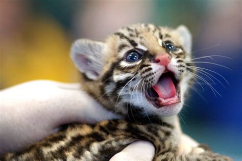 The Top 10 Cutest Zooborn Cats Zooborns