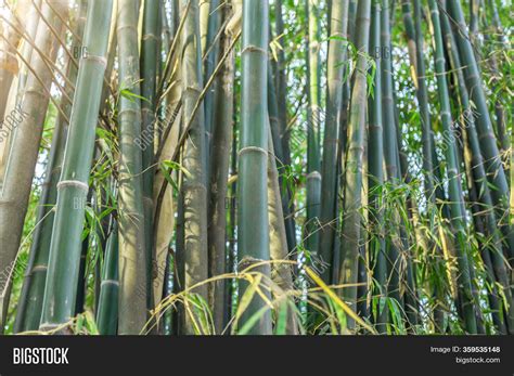 Bamboo Bamboos Forest Image And Photo Free Trial Bigstock