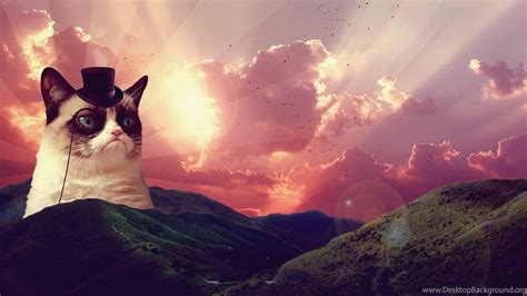 Cool Grumpy Cat Wallpaper Cat Meme Desktop Background 186640 Hd