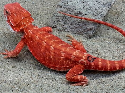 Red Leatherback Hypo Het Translucent Central Bearded Dragon By Dragons