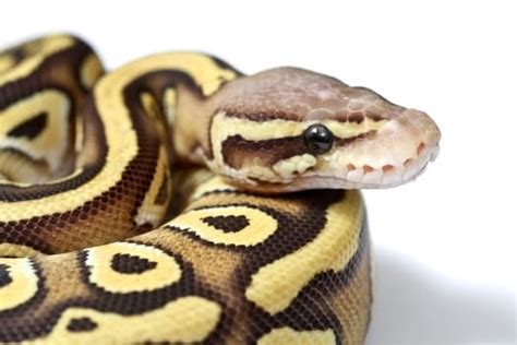 What Is A Butter Ball Python — Snakes For Pets