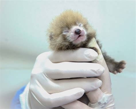 Four Litters Of Red Panda Cubs Born At Scbi Smithsonian Institution