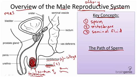 The Male Reproductive System Youtube