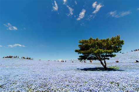 Hitachi Seaside Park A Floral Paradise In Japan Charismatic Planet