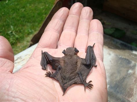 Big Brown Bat Coniferous Forest