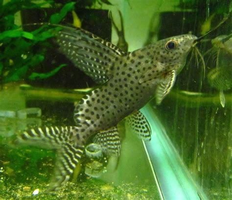 Synodontis Eupterus Live Freshwater Aquarium Fish Synodontis Eupterus