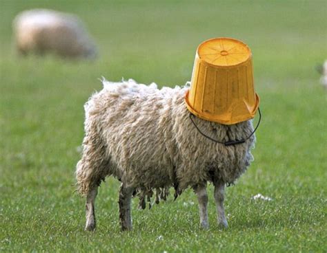Psbattle Sheep With Bucket On Head Funny Sheep Sheep Sheep And Lamb