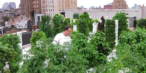 Why Rooftop Farming Is The Best Solution For Smart Urban Agriculture