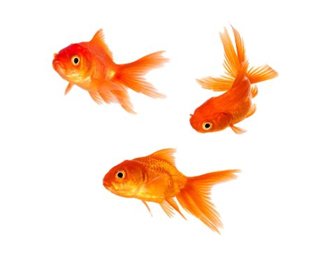 Goldfish Png Image Png Arts