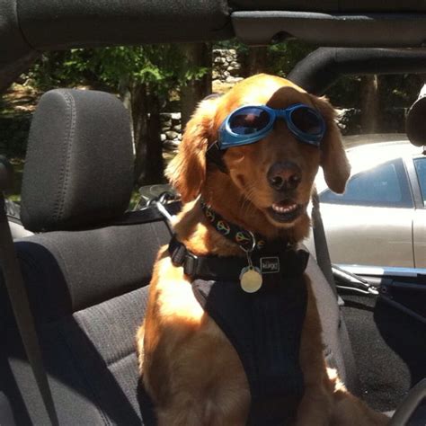 Everyone Who Wears Doggles Their Seatbelt And Looks Awesome In A Jeep