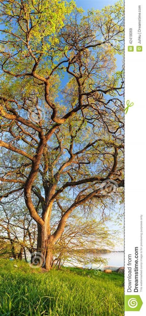 Vertical Panorama Of Big Tree Stock Image Image Of Plant Idyllic 42418069
