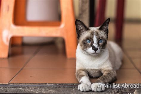 A Cross Eyed Siamese I Met In Thailand Cats