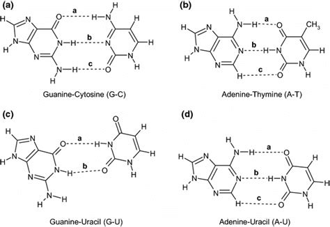 H Bonded Complexes Of Nucleic Acid Pairs A Guaninecytosine Gc B Download Scientific