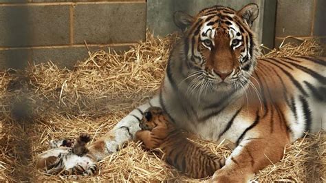 Rare Amur Tiger Cubs Born At Woburn Safari Park Bbc News