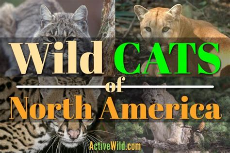Wild Cats Of North America All North American Cats List Pictures And Facts