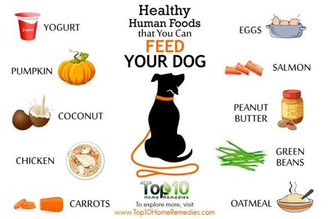 10 Healthy Human Foods That You Can Feed Your Dog Top 10 Home Remedies
