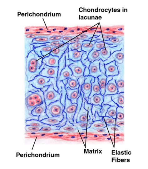 Elastic Cartilage Connective Tissue Labeled