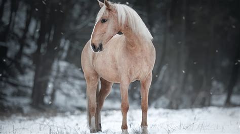 Horse Is Standing On Snow Hd Horse Wallpapers Hd Wallpapers Id 63231