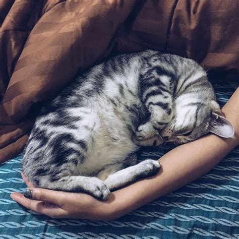 Cats And Bed Why Your Cat Loves Sleeping On You