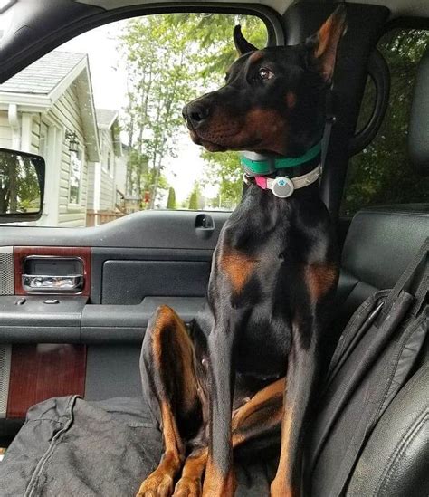 15 Pictures Only Doberman Owners Will Think Are Funny